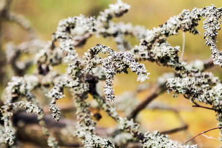 forest moss shot close-up on the background of autumn forestの写真素材