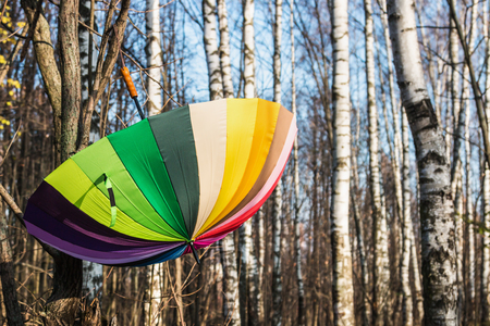open colored umbrella hanging on a tree in the autumn Parkの写真素材