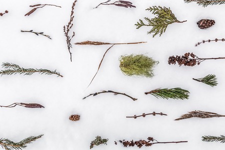 background of natural horses, springs of fir-tree, pine, trees, herbs and plants on the snow in the winter. Christmas, winter, new year concert. Flat flat, top view, copy spaceの写真素材