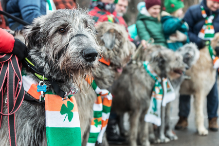 Moscow, Russia-March 16, 2019: Irish wolfhounds at Saint Patricks Day in Sokolniki Park. Moscowのeditorial素材