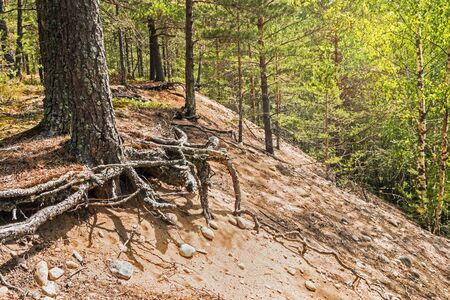 large pine tree roots sticking out of the ground in the summer forestの写真素材