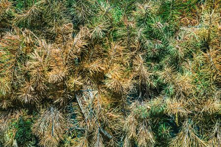 background of old and new pine branches faded in the sunの写真素材