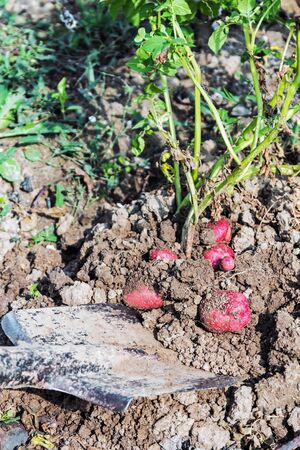 shovel digging potatoes in the garden and harvest in the autumnの写真素材