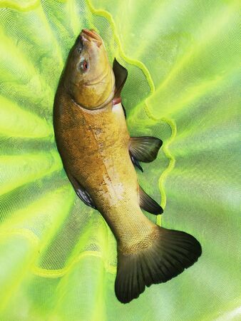 caught fish tench in a fishing net. fishing on rivers and lakesの写真素材