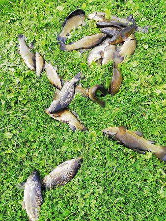 caught fish tench and carp on the grass by the lake. fishing on rivers and lakesの写真素材
