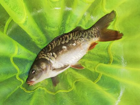 caught carp fish in a fishing net. fishing on rivers and lakesの写真素材