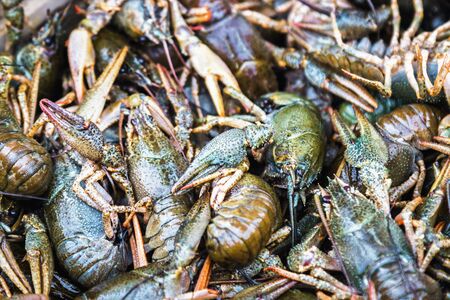 many fresh crayfish in a drawer in a supermarket, restaurant or market window. backgroundの写真素材