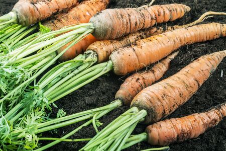 harvest ripe carrots lying on the ground in the gardenの写真素材