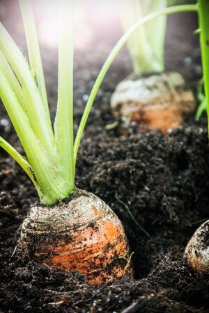 harvest ripe carrots growing in the ground in the garden