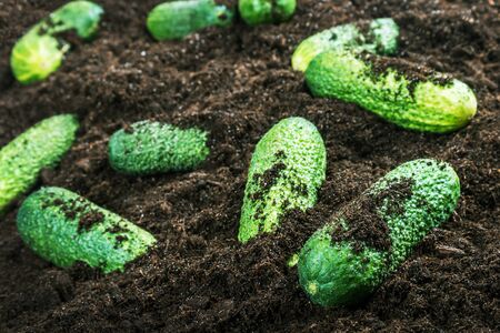 harvest of ripe cucumbers on the ground in the gardenの写真素材