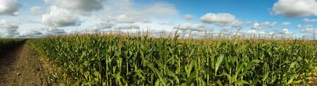 field with corn stalks against a blue sky on a summer dayの写真素材