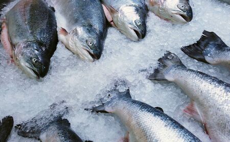 fish sea salmon lie on the ice in the store or in the kitchen of a restaurantの写真素材