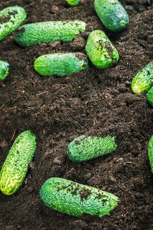 harvest of ripe cucumbers on the ground in the gardenの写真素材
