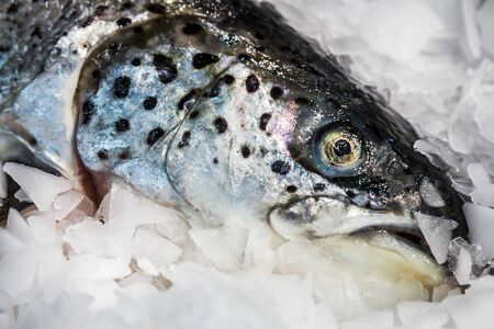 trout fish lying on the ice in the store or in the kitchen of a restaurantの写真素材