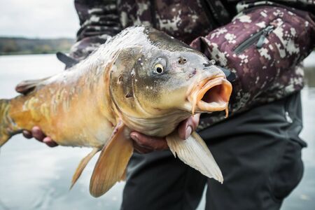 the angler holds trophy fish, the carp. Fish head close upの写真素材