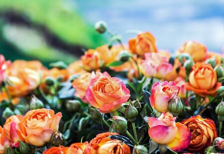 red orange fresh roses grow on the background of nature. Shallow depth of fieldの写真素材