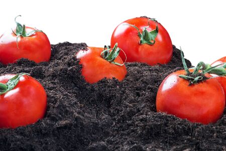 ripe tomatoes on the ground isolated on white backgroundの写真素材