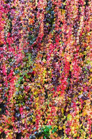 colorful background of plants and autumn leaves in Park or forestの写真素材