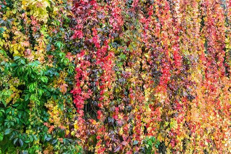 colorful background of plants and autumn leaves in Park or forestの写真素材