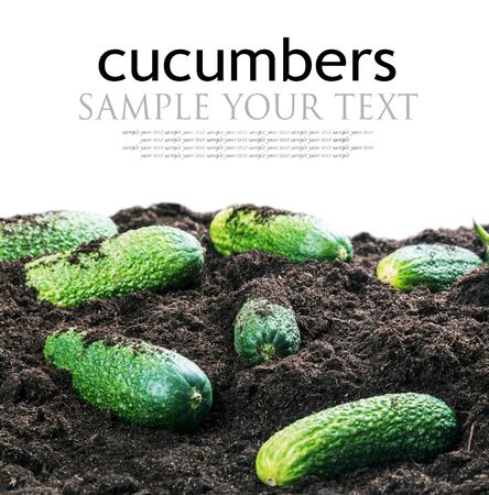 harvest of rape cucumbers isolated on white background. Text deleteの写真素材