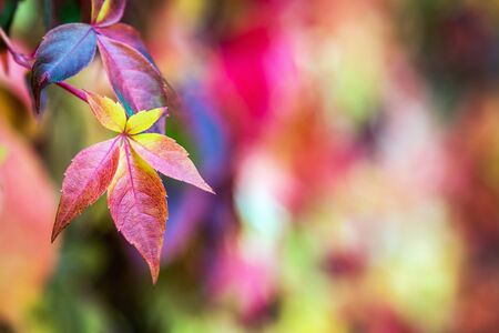 colorful background of autumn leaves and plants in Park or forest. Focus on the leaves in the foreground. Shallow depth of fieldの写真素材