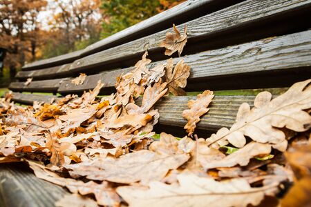 autumn leaves lie on a bench in the Park. Shallow depth of fieldの写真素材
