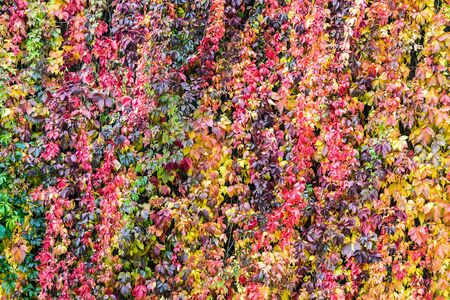 colorful background of plants and autumn leaves in Park or forestの写真素材