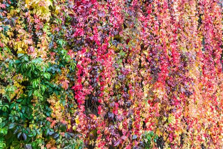 colorful background of plants and autumn leaves in Park or forestの写真素材