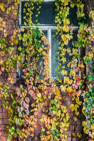 colorful autumn leaves and old window in plantsの写真素材