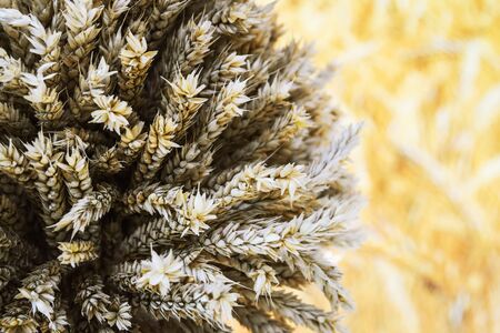 stalks of ripe wheat with grains on the background of a wheat fieldの写真素材