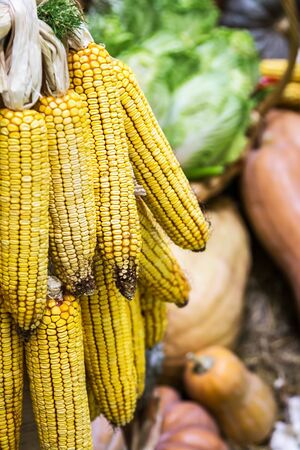 ears of ripe corn hanging on the background of a crop of vegetablesの写真素材