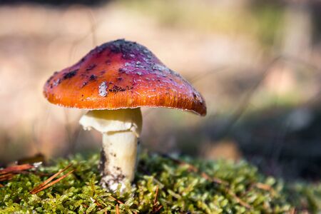 mushroom fly agaric grows among the grass in the autumn forestの写真素材