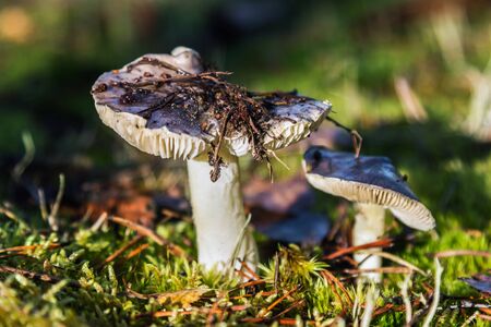 mushrooms Russula grows among the grass in the autumn forestの写真素材