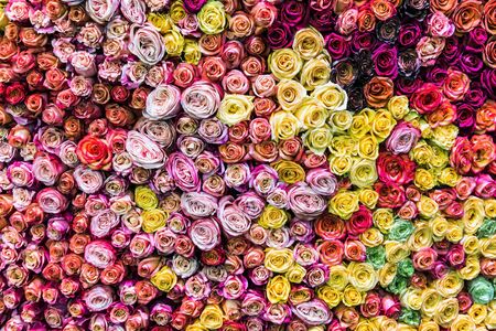 different colors of fresh roses grow. backgroundの写真素材