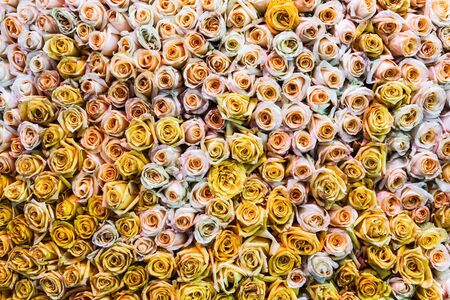 different colors of fresh roses grow. backgroundの写真素材