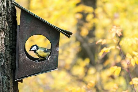 forest titmouse feed in a bird feeder in the autumn forestの写真素材