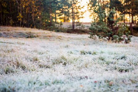 frozen green grass covered with snow and ice in the winter forestの写真素材