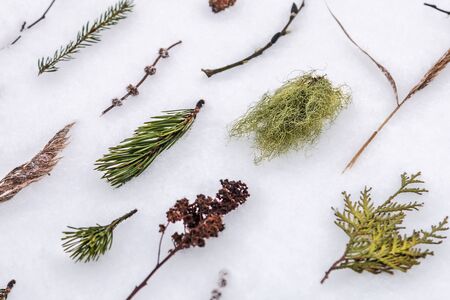 grass, twigs of trees and shrubs, cones and buds on the snow in the winter forest. The view from the topの写真素材