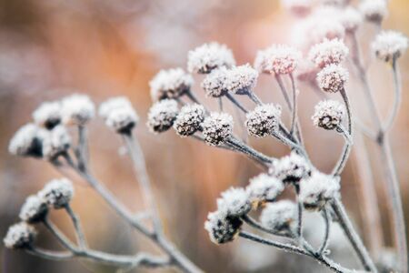 frozen plants in ice crystals on a winter dayの写真素材