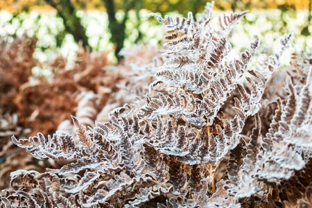 dry fern leaves in icy frost on a Sunny autumn dayの写真素材