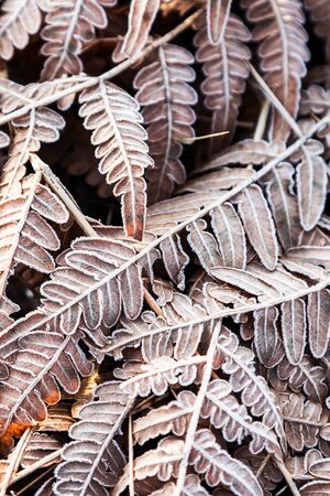 fern leaves frozen by the first frost in the winter forestの写真素材