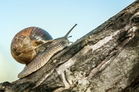 Grape snail, Europe's largest snail crawls on a treeの写真素材