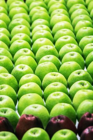 lots of green apples and very few red ones. Background of green apples. Selective focusの写真素材