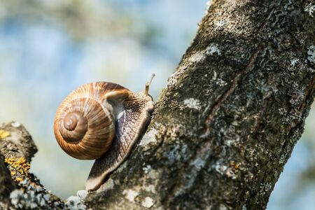 Grape snail, Europe's largest snail crawls on a treeの写真素材