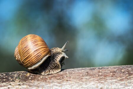 Grape snail, Europe's largest snail crawls on a treeの写真素材