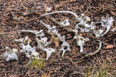 old bones and skeleton of an animal on the grass in the forestの写真素材