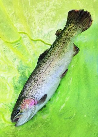 trout fish caught by a fisherman and is in a fishing netの写真素材