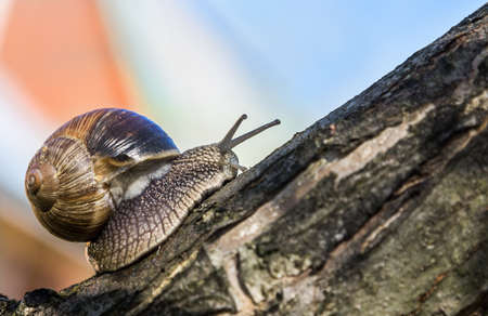 Grape snail, Europe's largest snail crawls on a tree. Selective focus, low depth of fieldの写真素材