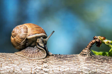 Grape snail, Europe's largest snail crawls on a tree. Selective focus, low depth of fieldの写真素材