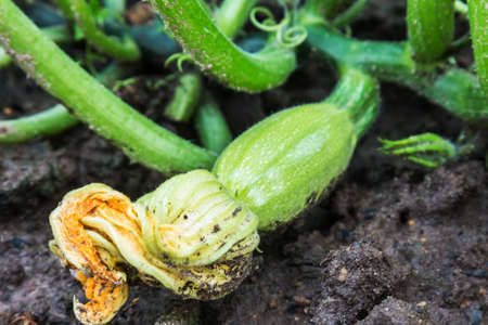 young vegetables zucchini plants grow in the gardenの写真素材